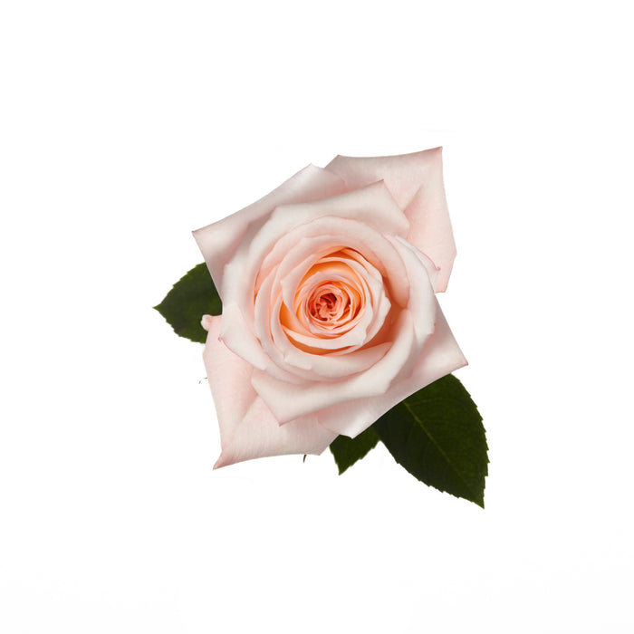 Rose 60cm Engagement