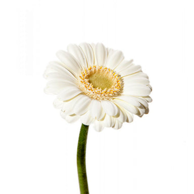 Germini White