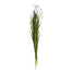Wild Grass