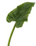 31.5" Calla Leaf - Green