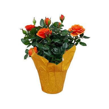 Mini Rose Assorted