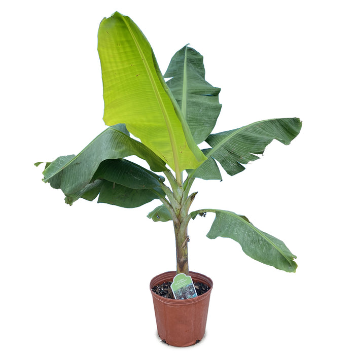 10 in Banana Tree