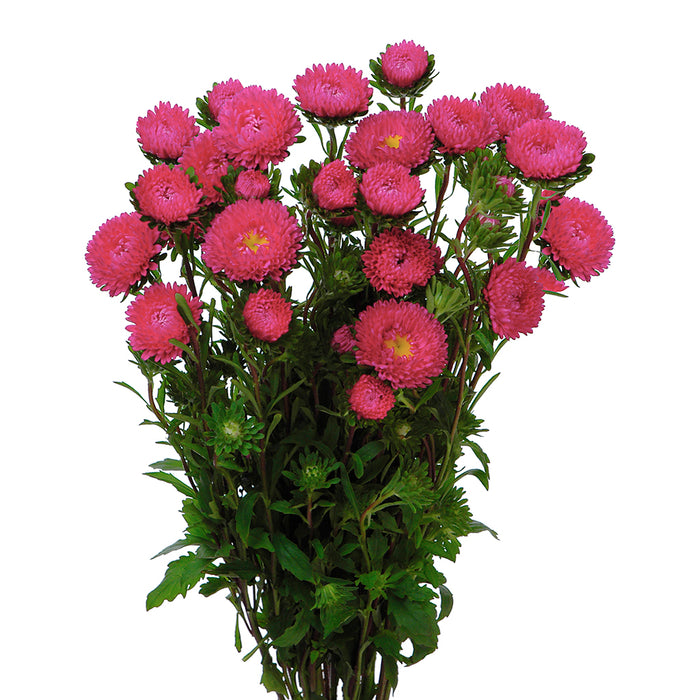 Aster Pink Carnival