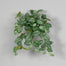 Fittonia Bush - Green/White