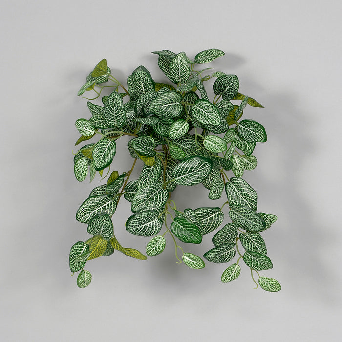 Fittonia Bush - Green/White