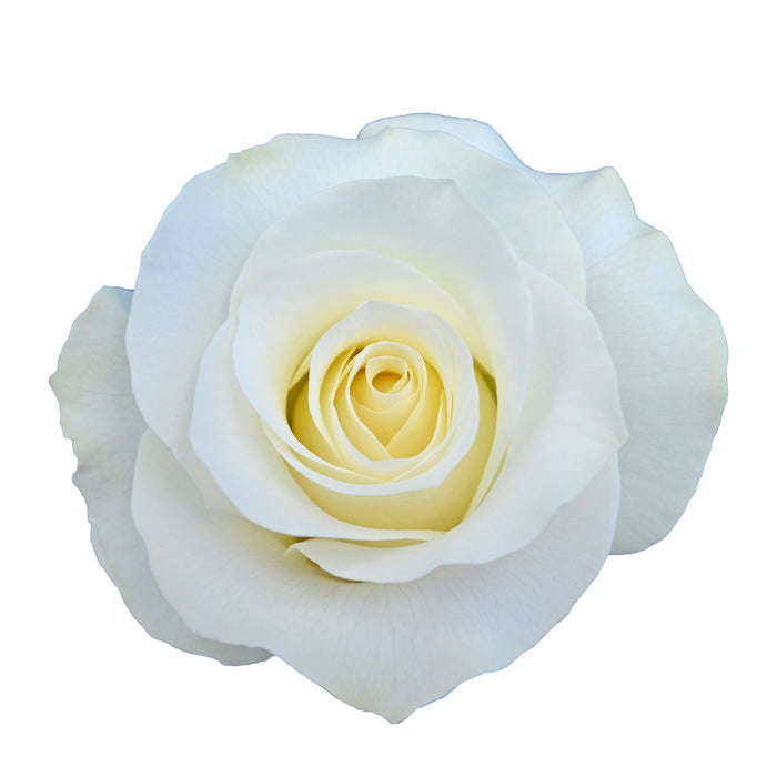 White Roses