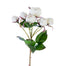 English Rose Cream White