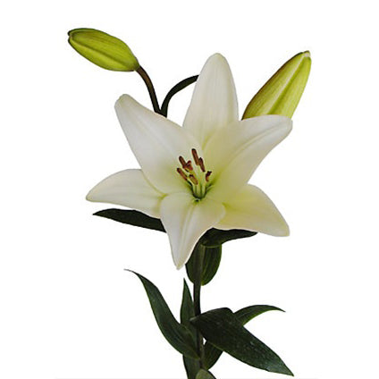 Lily LA Hybrid