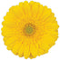 Germini Yellow Illios