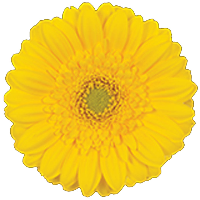 Germini Yellow Illios