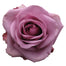 Lavender Roses