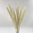 Reed bleached