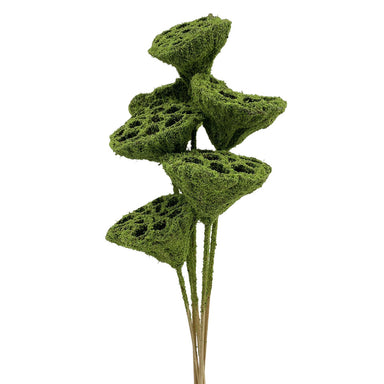 Lotus Pod/Stem - Mosscoat