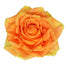 Rose Novelty High and Intenze 60cm