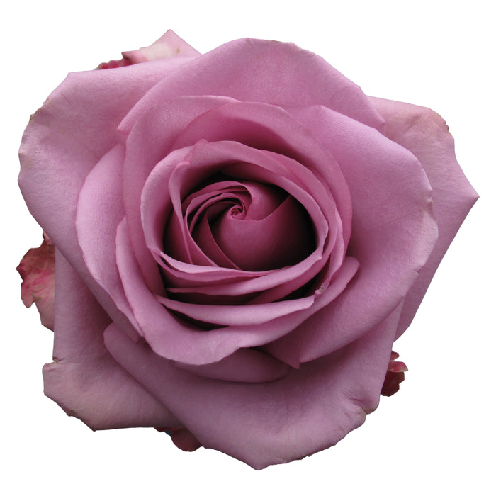 Lavender Roses