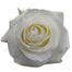 White Roses