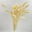 Setaria bleached