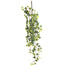 Traditional Ivy Vine Stem