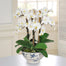 Orchid In Rose Trellis Bowl - White