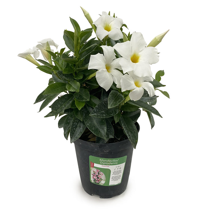 Dipladenia Bush