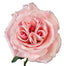 Garden Rose Pink O'Hara
