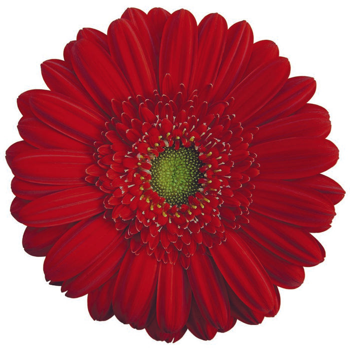 Gerbera Red Carambole