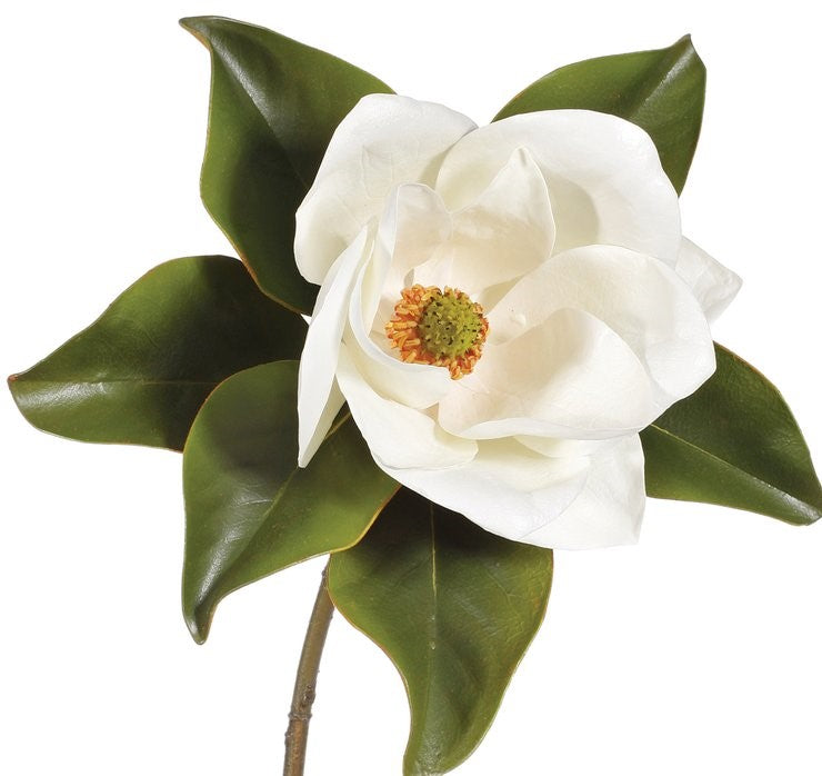 24" Magnolia Stem - Two-Tone White
