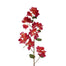 43" Bougainvillea