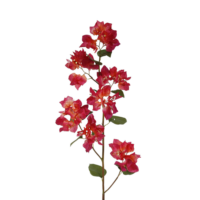 43" Bougainvillea