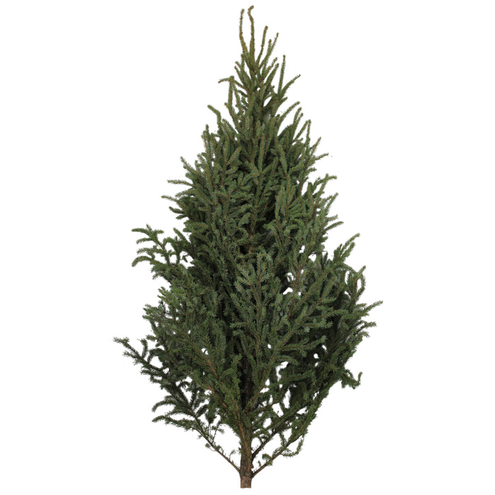 3-4ft Spruce Tops