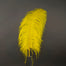 Ostrich Feathers