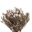 Silver Brunia