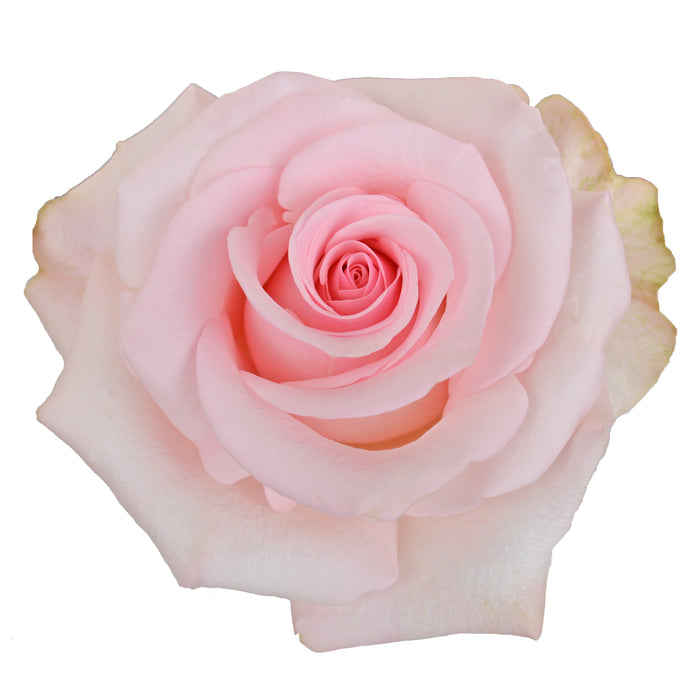 Rose Novelty Newsflash 50cm