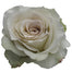 Rose 50cm Early Gray
