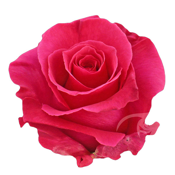 Rose 40cm Hot Lady