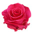 Rose 40cm Hot Lady