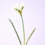 17" Paperwhite Natural Stem - White