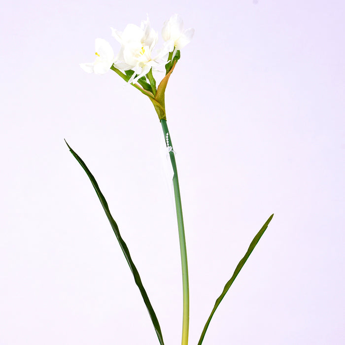 17" Paperwhite Natural Stem - White