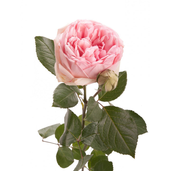 Garden Rose Bridal Piano