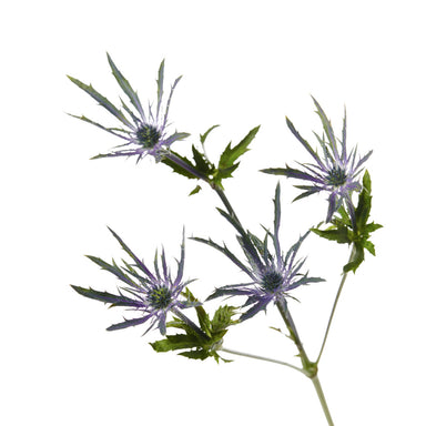 Eryngium