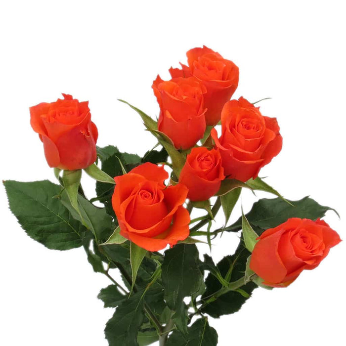 California Spray Rose Coral