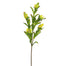 Leucadendron Fruits Branch - Green