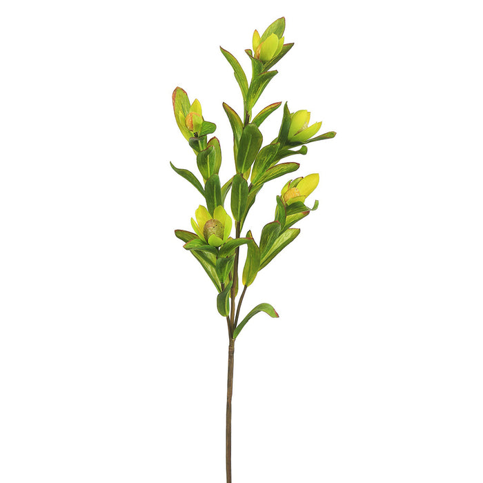 Leucadendron Fruits Branch - Green