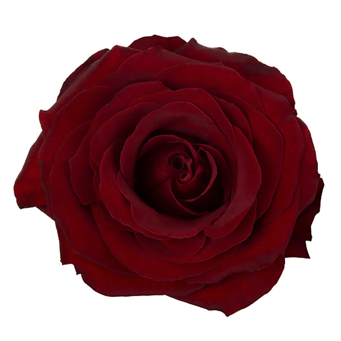 Black Roses