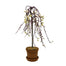6 in Weeping Willow in Pot