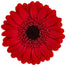 Germini Red Vuelta