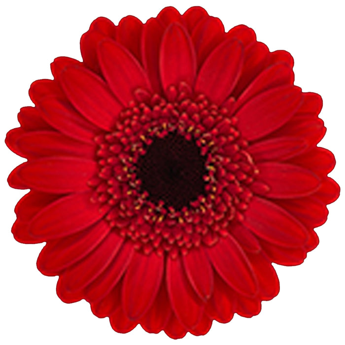 Germini Red Vuelta
