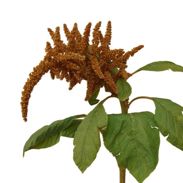 Amaranthus