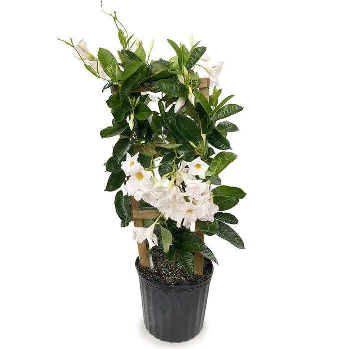Mandevilla Trellis