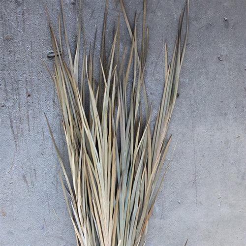 Wild Grass